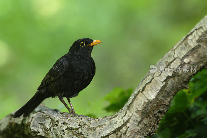 雄性黑鹂(Turdus merula)